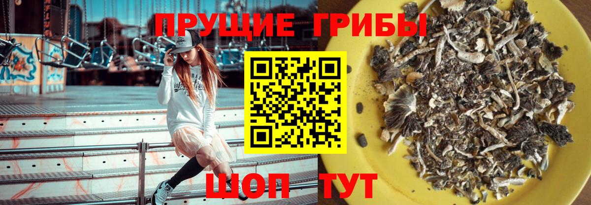 Галлюциногенные грибы Psilocybe Волхов